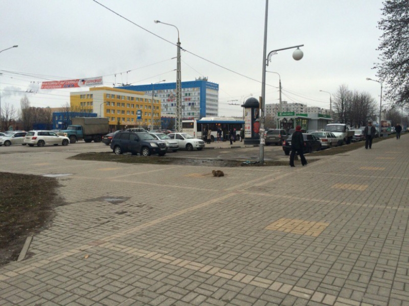 El gato "Hachiko" apareció en Belgorod, quien ha estado esperando a su dueño durante todo un año.