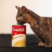 ¡El gato más bajito del mundo!