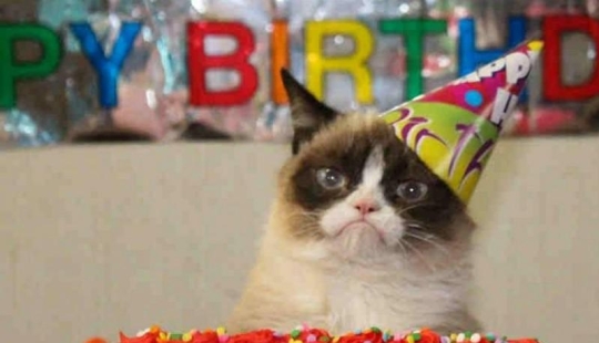 El gato más enojado de Internet se ha convertido en la musa de los artistas