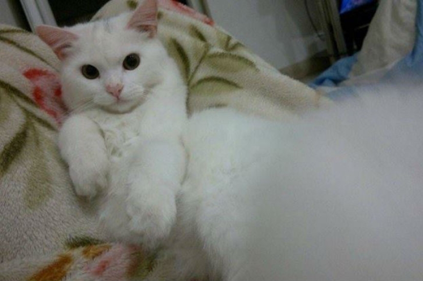 El gato perdido regresa a la familia de refugiados iraquíes después de viajar por medio mundo El gato perdido regresa a la familia de refugiados iraquíes después de viajar por medio mundo