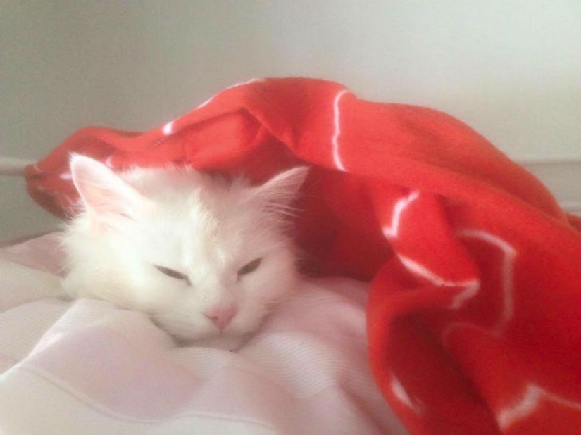 El gato perdido regresa a la familia de refugiados iraquíes después de viajar por medio mundo El gato perdido regresa a la familia de refugiados iraquíes después de viajar por medio mundo