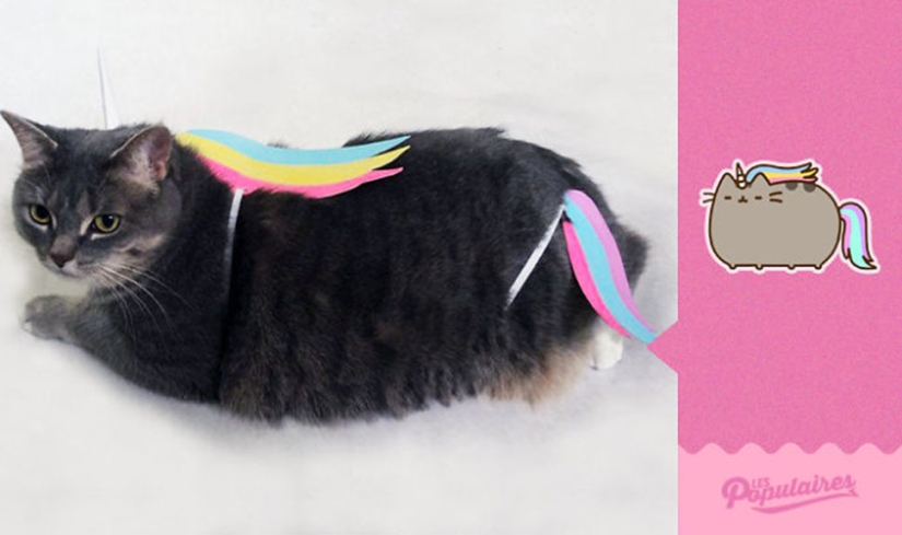 El gato Pushin de las pegatinas de Facebook tiene una encarnación viva El gato Pushin de las pegatinas de Facebook tiene una encarnación viva