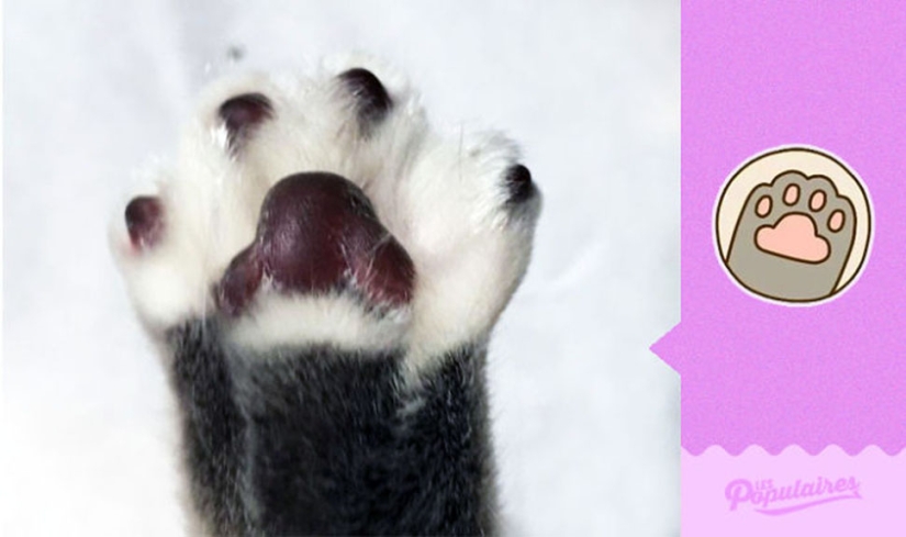 El gato Pushin de las pegatinas de Facebook tiene una encarnación viva El gato Pushin de las pegatinas de Facebook tiene una encarnación viva