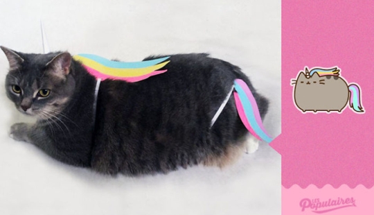 El gato Pushin de las pegatinas de Facebook tiene una encarnación viva El gato Pushin de las pegatinas de Facebook tiene una encarnación viva