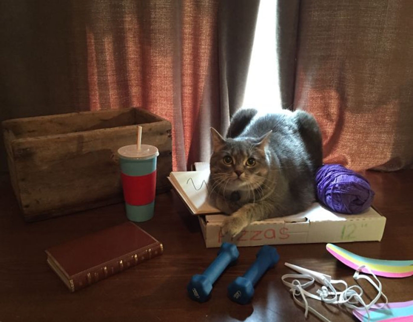 El gato Pushin de las pegatinas de Facebook tiene una encarnación viva El gato Pushin de las pegatinas de Facebook tiene una encarnación viva