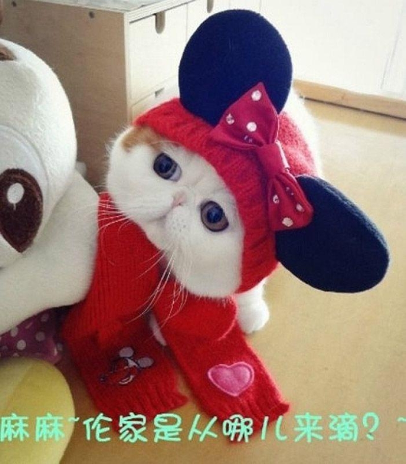 El gato Snoopy-Babe y su guardarropa El gato Snoopy-Babe y su guardarropa