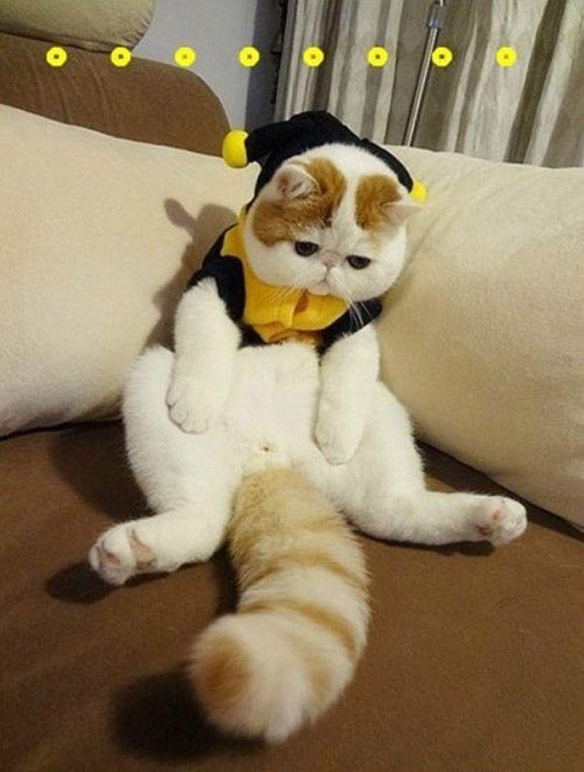 El gato Snoopy-Babe y su guardarropa El gato Snoopy-Babe y su guardarropa