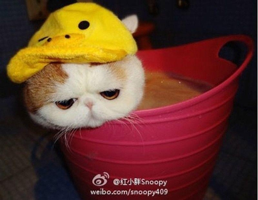 El gato Snoopy-Babe y su guardarropa El gato Snoopy-Babe y su guardarropa