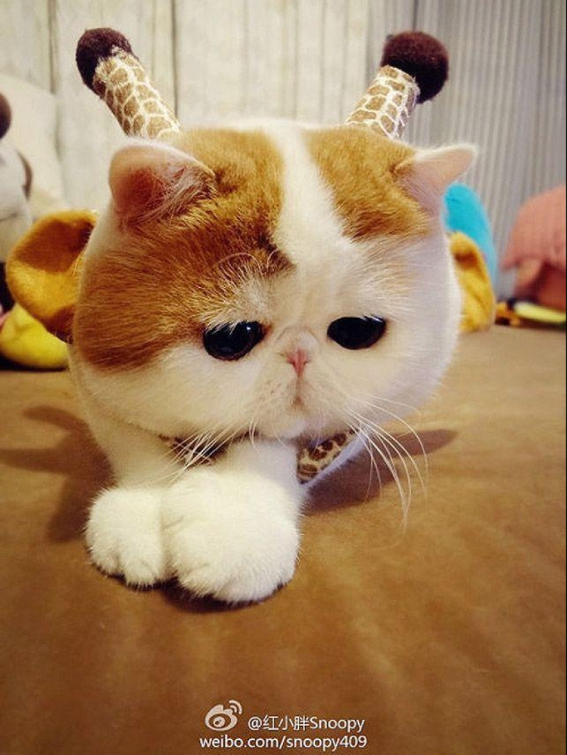 El gato Snoopy-Babe y su guardarropa El gato Snoopy-Babe y su guardarropa