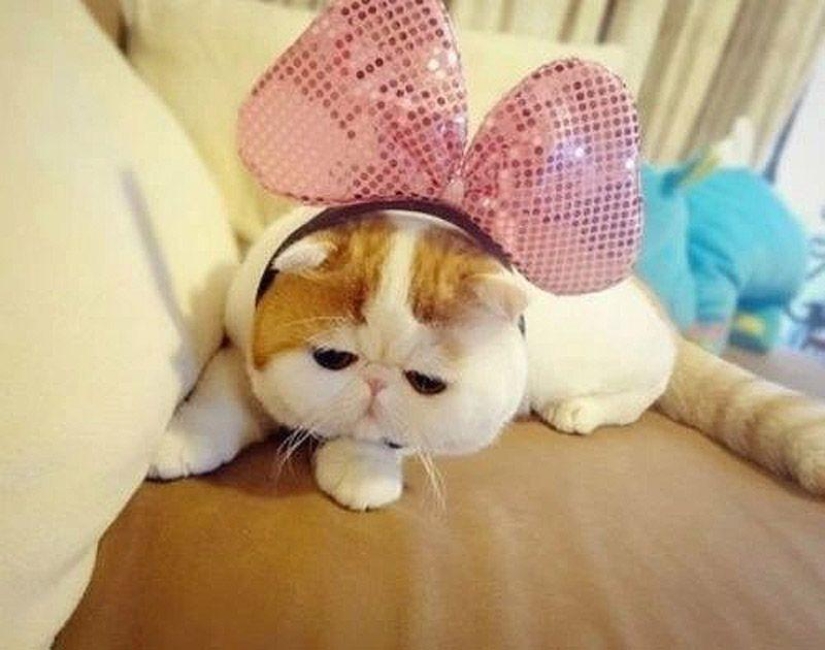 El gato Snoopy-Babe y su guardarropa El gato Snoopy-Babe y su guardarropa