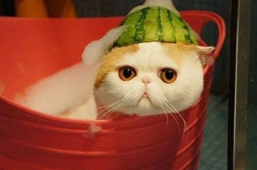 El gato Snoopy-Babe y su guardarropa El gato Snoopy-Babe y su guardarropa