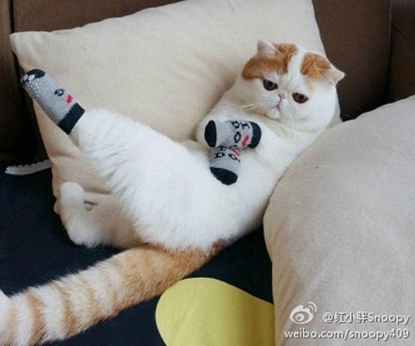 El gato Snoopy-Babe y su guardarropa El gato Snoopy-Babe y su guardarropa