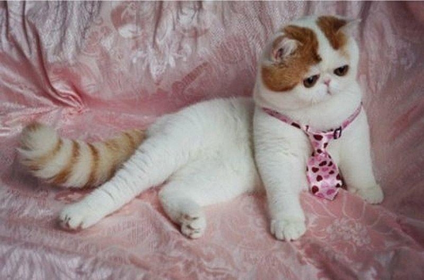 El gato Snoopy-Babe y su guardarropa El gato Snoopy-Babe y su guardarropa