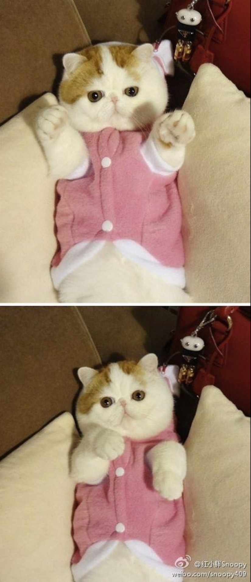 El gato Snoopy-Babe y su guardarropa El gato Snoopy-Babe y su guardarropa