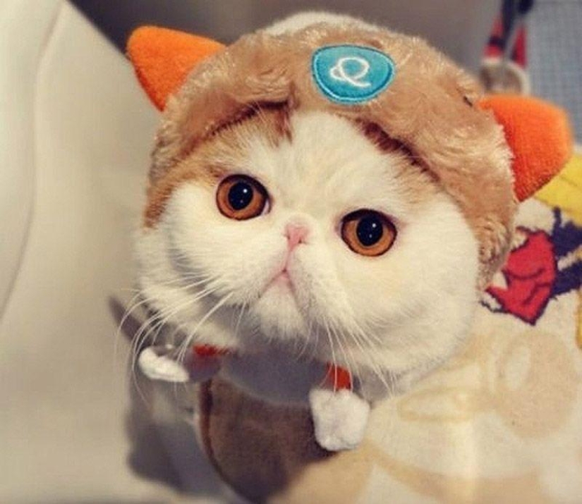 El gato Snoopy-Babe y su guardarropa El gato Snoopy-Babe y su guardarropa