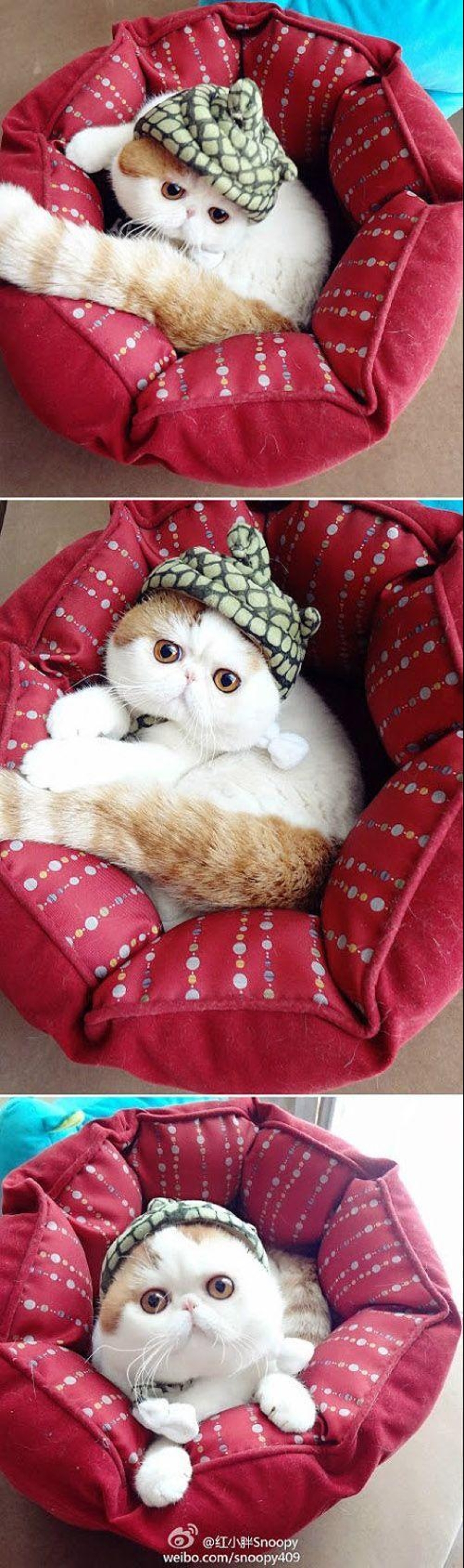 El gato Snoopy-Babe y su guardarropa El gato Snoopy-Babe y su guardarropa