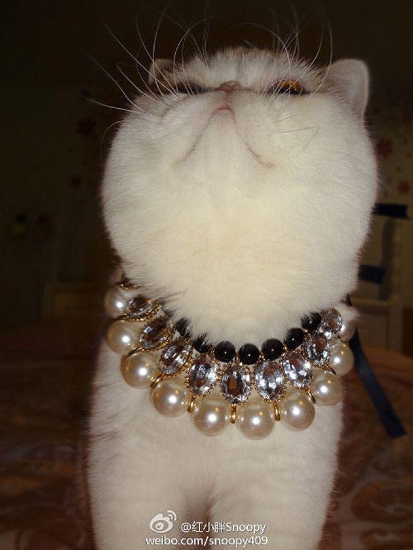 El gato Snoopy-Babe y su guardarropa El gato Snoopy-Babe y su guardarropa