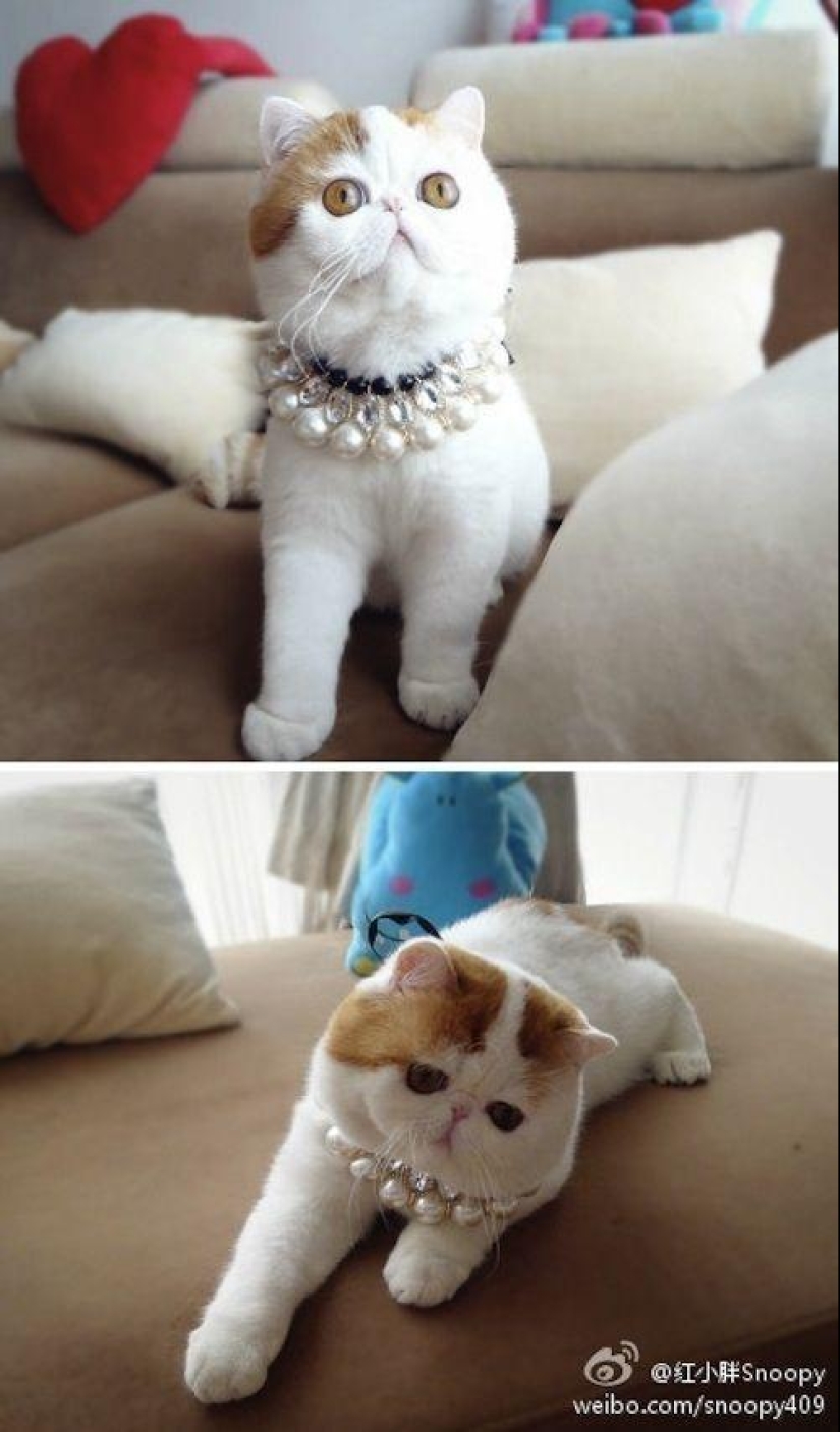 El gato Snoopy-Babe y su guardarropa El gato Snoopy-Babe y su guardarropa