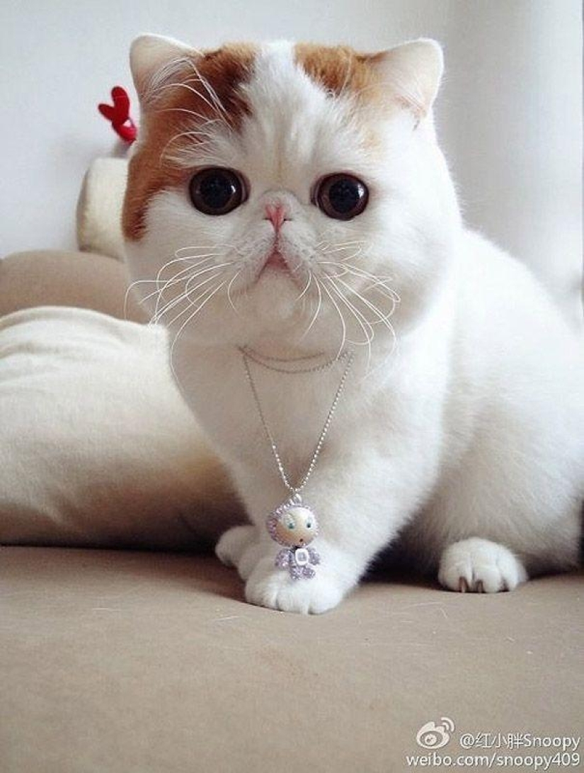 El gato Snoopy-Babe y su guardarropa El gato Snoopy-Babe y su guardarropa