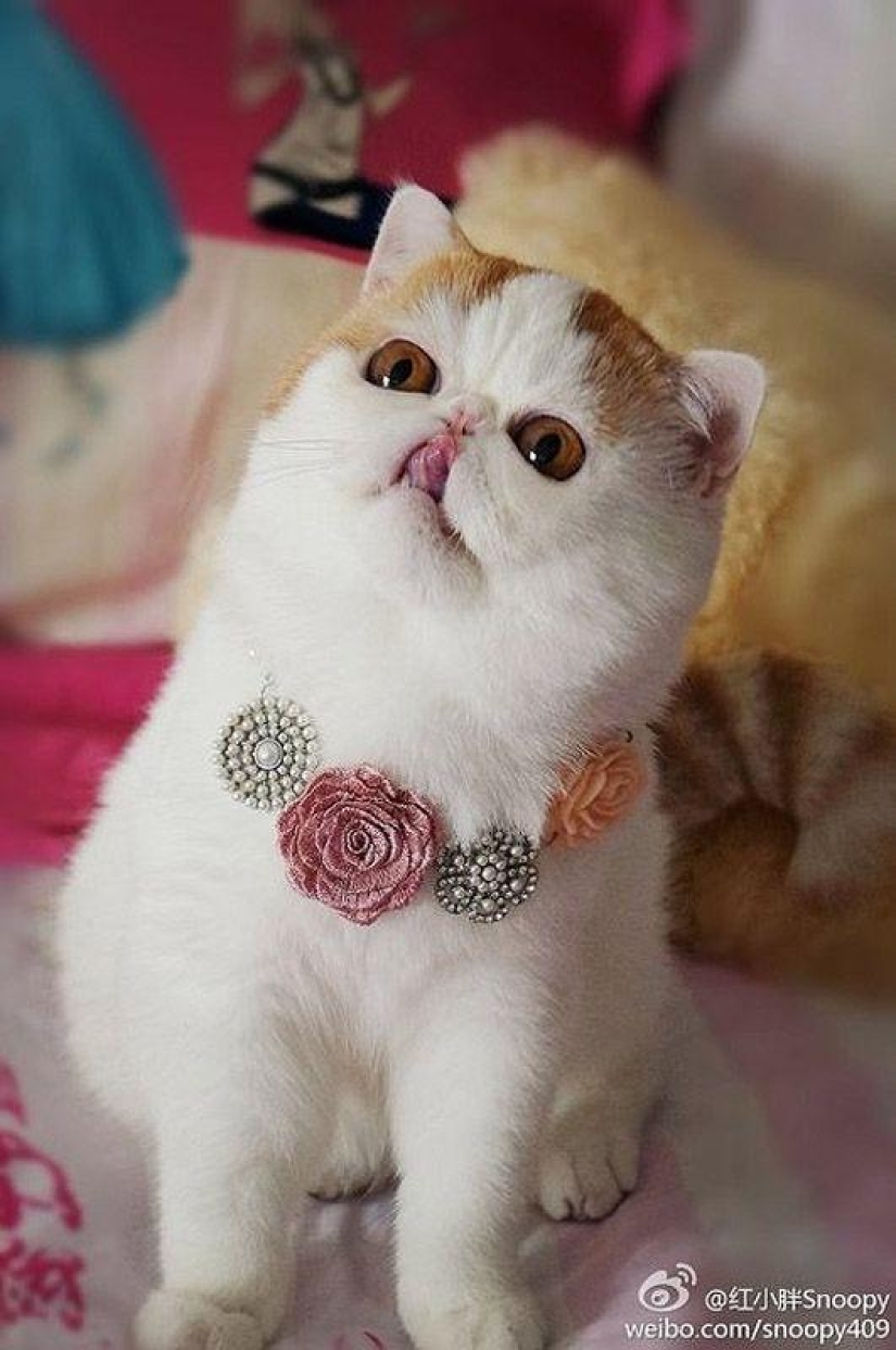 El gato Snoopy-Babe y su guardarropa El gato Snoopy-Babe y su guardarropa