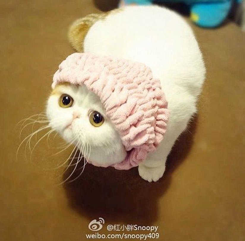 El gato Snoopy-Babe y su guardarropa El gato Snoopy-Babe y su guardarropa