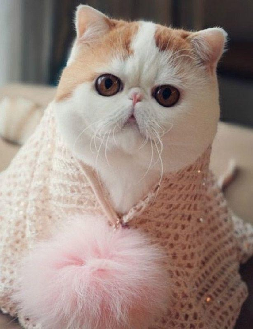 El gato Snoopy-Babe y su guardarropa El gato Snoopy-Babe y su guardarropa