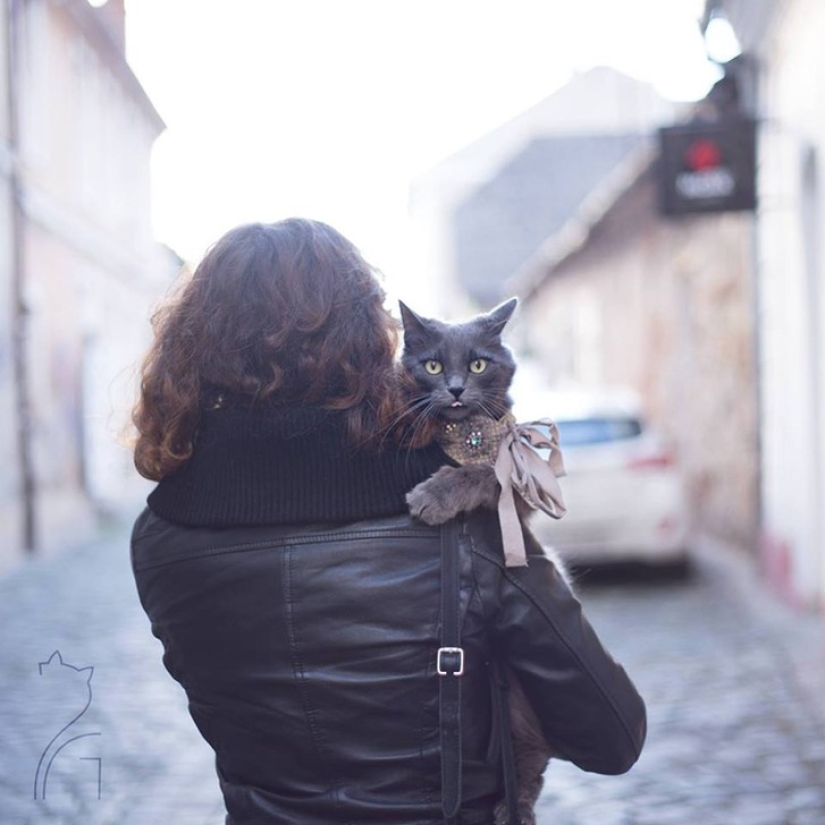 El glamour como estilo de vida: un gato con atuendos llamativos conquista Instagram El glamour como estilo de vida: un gato con atuendos llamativos conquista Instagram