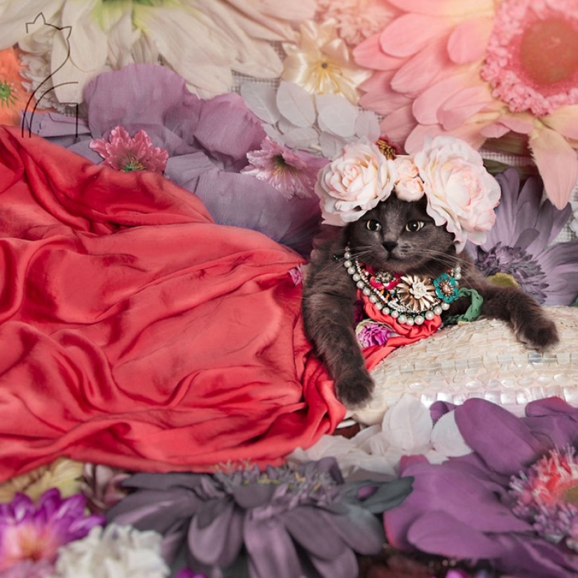 El glamour como estilo de vida: un gato con atuendos llamativos conquista Instagram El glamour como estilo de vida: un gato con atuendos llamativos conquista Instagram