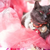 El glamour como estilo de vida: un gato con atuendos llamativos conquista Instagram