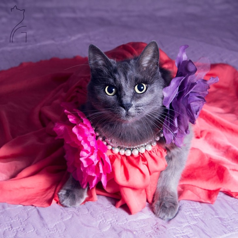 El glamour como estilo de vida: un gato con atuendos llamativos conquista Instagram El glamour como estilo de vida: un gato con atuendos llamativos conquista Instagram