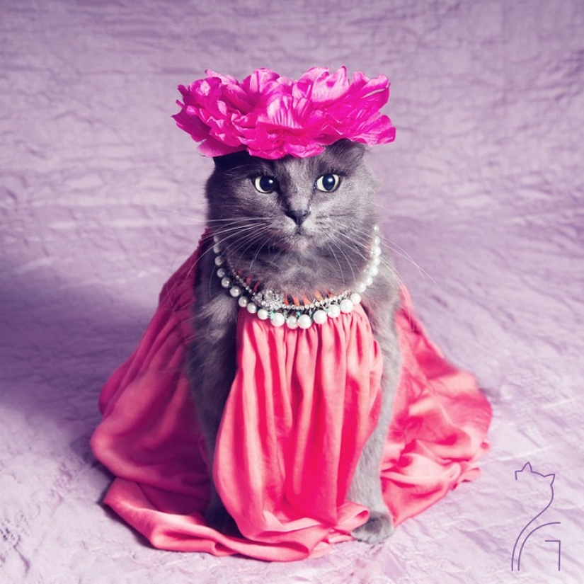 El glamour como estilo de vida: un gato con atuendos llamativos conquista Instagram El glamour como estilo de vida: un gato con atuendos llamativos conquista Instagram