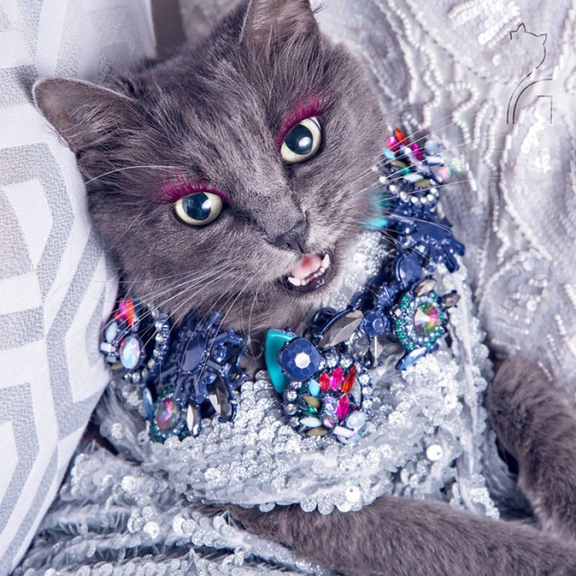 El glamour como estilo de vida: un gato con atuendos llamativos conquista Instagram El glamour como estilo de vida: un gato con atuendos llamativos conquista Instagram