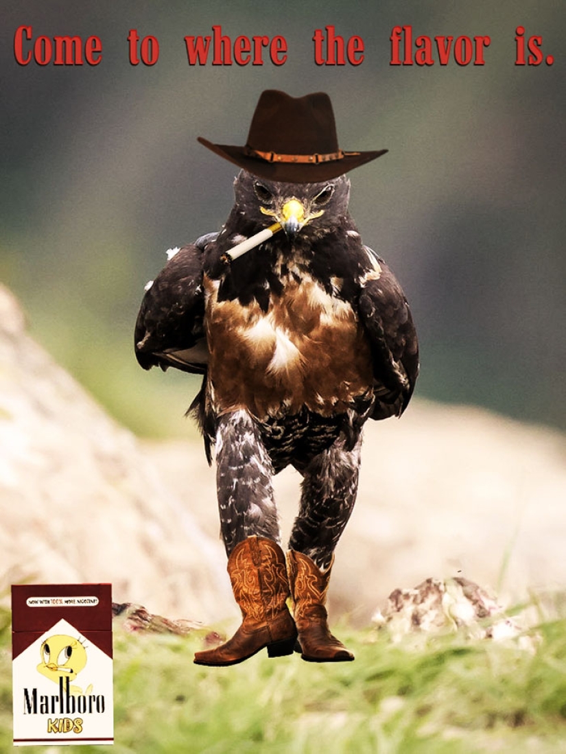 El halcón se convirtió en el héroe de la batalla de Photoshop.