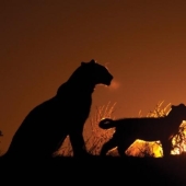 El lado oscuro del desierto de Kalahari