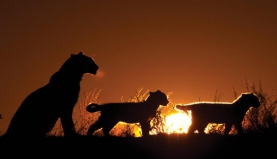 El lado oscuro del desierto de Kalahari