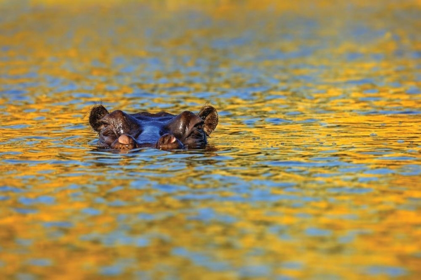 El lado salvaje de África El lado salvaje de África