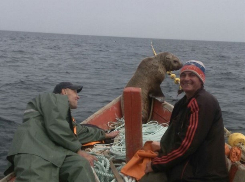 El lobo marino obligó a los pescadores de Sakhalin a montarlo en un bote durante ocho horas. El lobo marino obligó a los pescadores de Sakhalin a montarlo en un bote durante ocho horas.