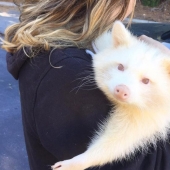 El mapache albino "agresivo" no puede dejar de abrazar a su salvador