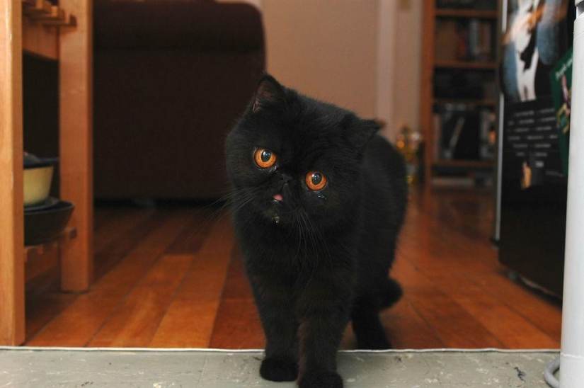 El mejor gato de esta temporada es Blueberry