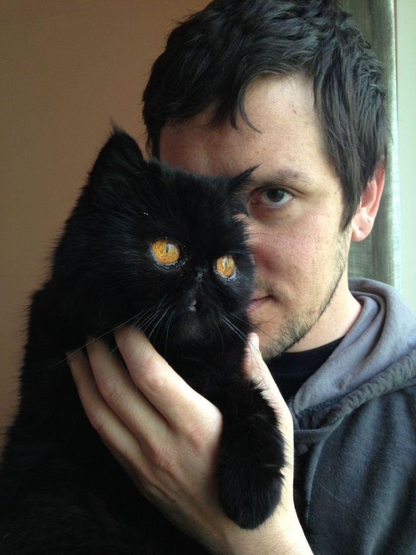 El mejor gato de esta temporada es Blueberry