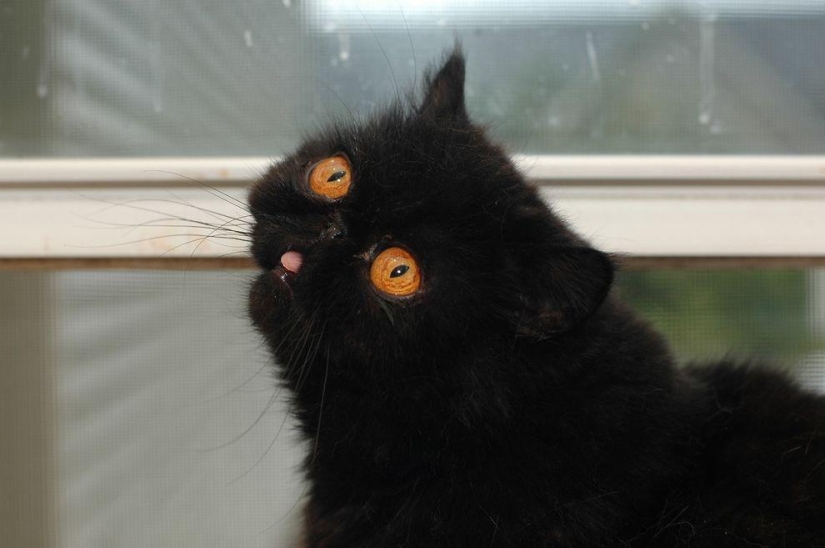 El mejor gato de esta temporada es Blueberry