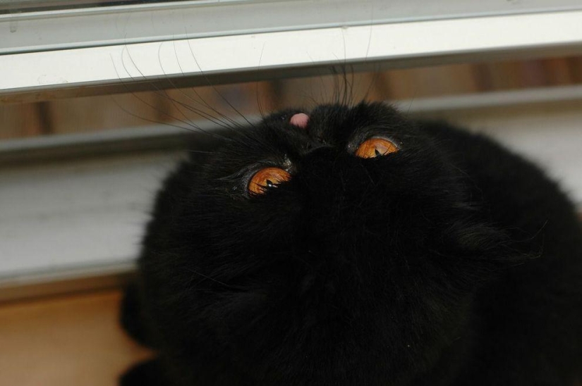 El mejor gato de esta temporada es Blueberry