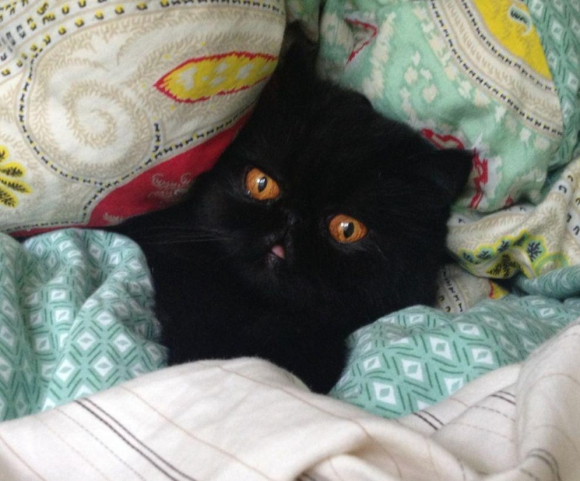 El mejor gato de esta temporada es Blueberry