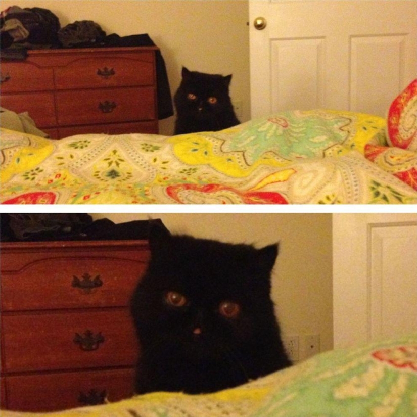 El mejor gato de esta temporada es Blueberry