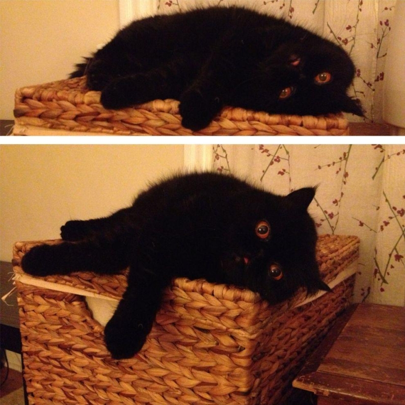 El mejor gato de esta temporada es Blueberry