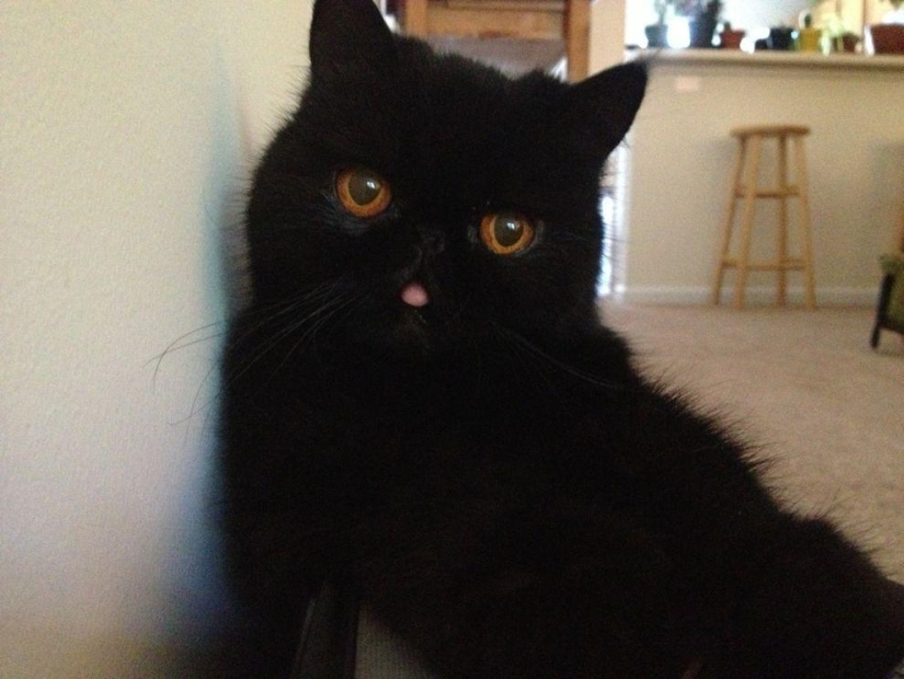 El mejor gato de esta temporada es Blueberry