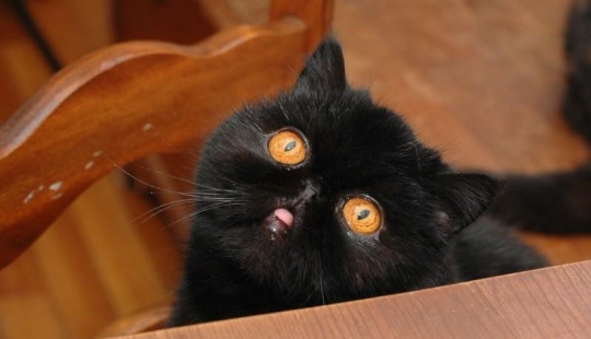 El mejor gato de esta temporada es Blueberry