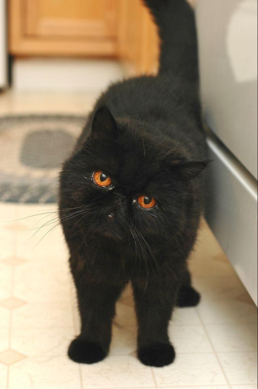 El mejor gato de esta temporada es Blueberry