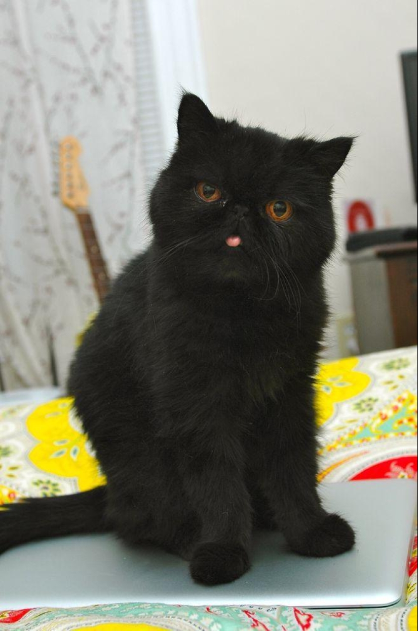 El mejor gato de esta temporada es Blueberry