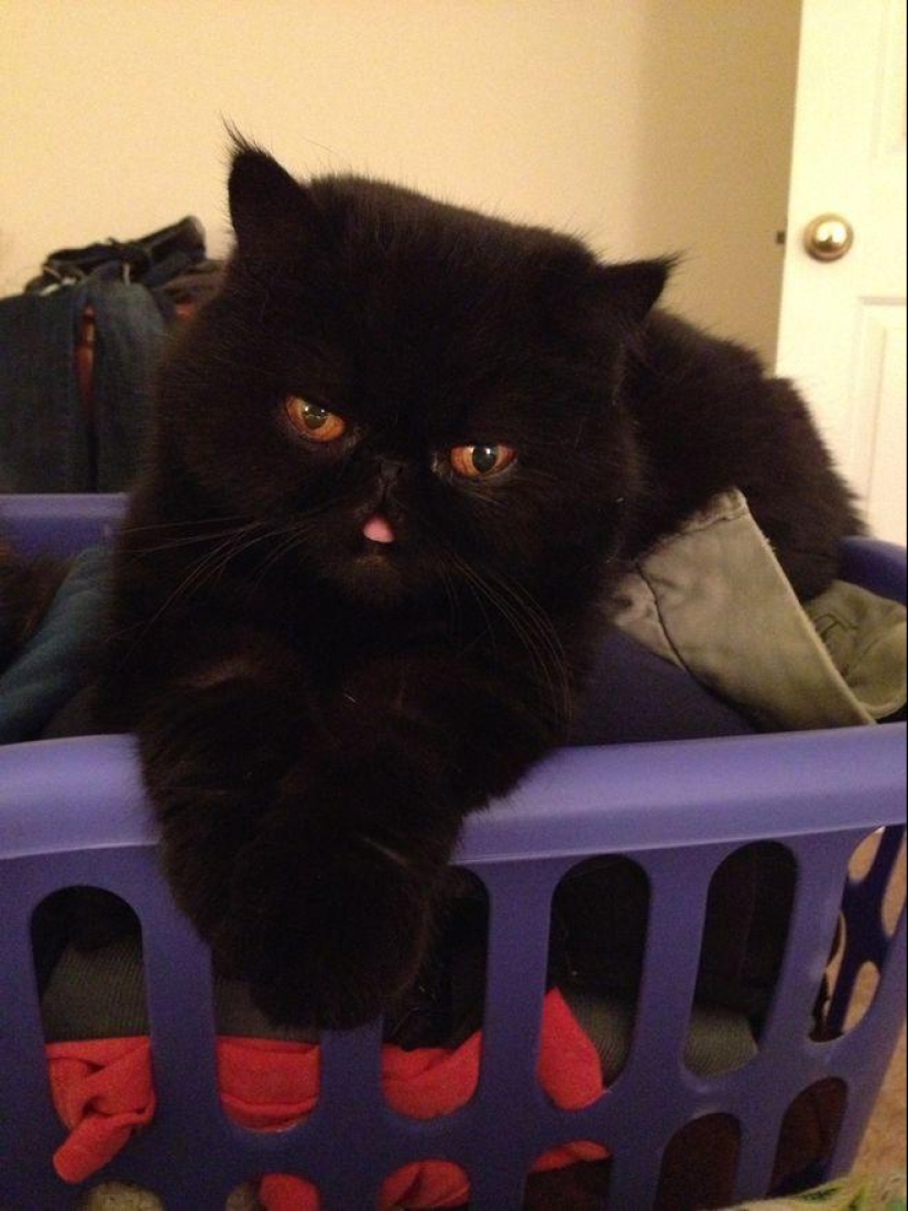 El mejor gato de esta temporada es Blueberry